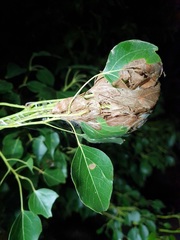 Dichocrocis clytusalis