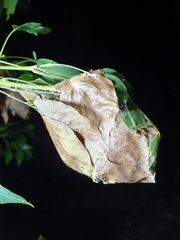 Dichocrocis clytusalis