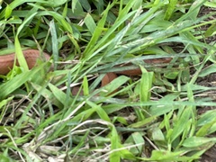 Oreocryptophis porphyraceus