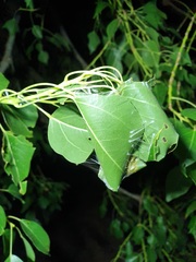 Dichocrocis clytusalis