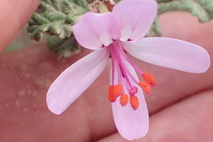 Pelargonium quercifolium