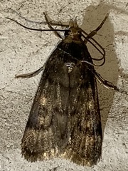 Loxostegopsis polle
