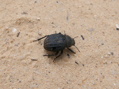 Pimelia mittrei