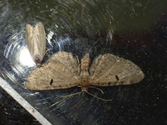 Eupithecia assimilata