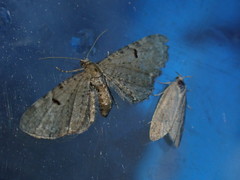 Eupithecia assimilata