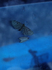 Eupithecia assimilata