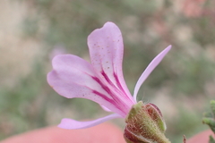 Pelargonium quercifolium