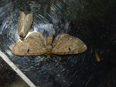 Eupithecia assimilata