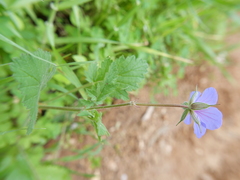 Erodium gruinum