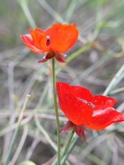 Ranunculus asiaticus