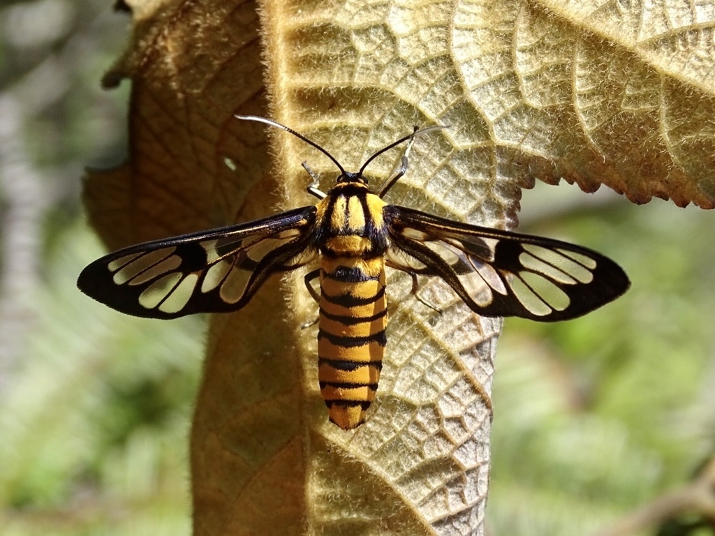 Caeneressa diaphana from Sha Tau Kok, New Territories, HK on April 3 ...