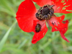 Pygopleurus israelitus