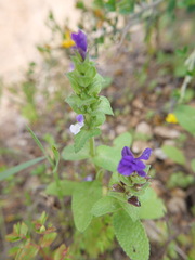 Salvia viridis
