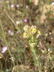 Castilleja lineariloba