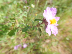 Cistus creticus
