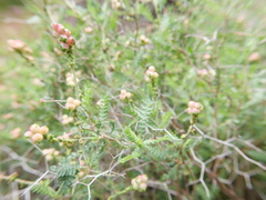 Sarcopoterium spinosum