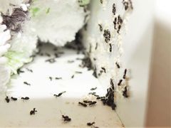 Technomyrmex jocosus