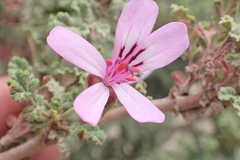 Pelargonium quercifolium