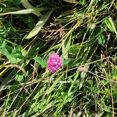 Trifolium pratense pratense