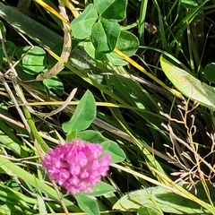 Trifolium pratense pratense