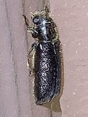 Polycaoninae