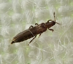Thripoidea