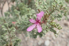 Pelargonium quercifolium