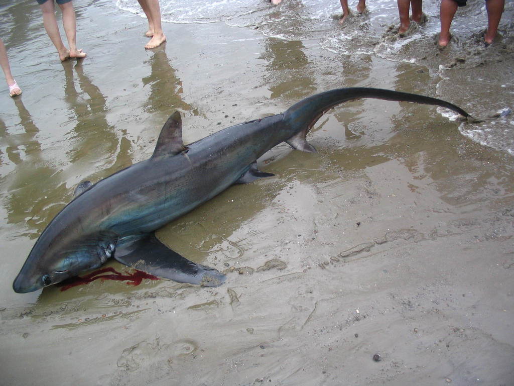 Fox shark