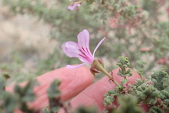 Pelargonium quercifolium