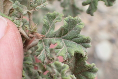 Pelargonium quercifolium