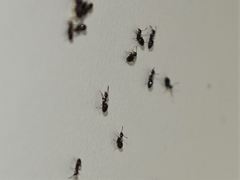 Technomyrmex jocosus