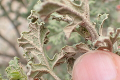 Pelargonium quercifolium