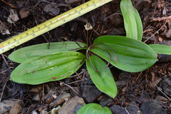 Scoliopus hallii