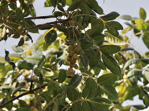 Commiphora ornifolia (Balf.fil.) J.B.Gillett