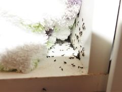 Technomyrmex jocosus