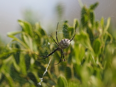 Argiope lobata