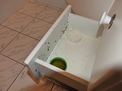 Technomyrmex jocosus