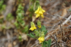 Trigonella esculenta