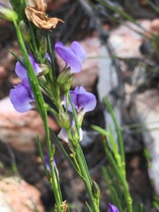 Psoralea sordida