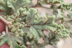 Pelargonium quercifolium