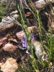 Psoralea sordida