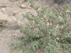 Pelargonium quercifolium