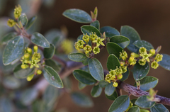Rhamnus myrtifolia