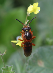 Nomada agrestis