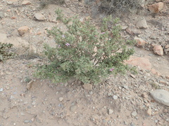 Pelargonium quercifolium