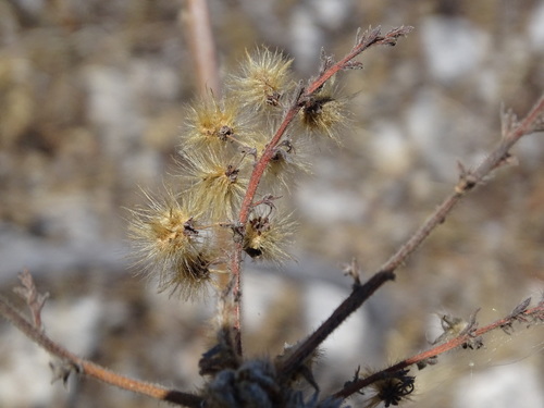 Actinocheita filicina (Actinocheita filicina)