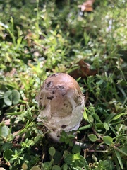 Coprinus comatus