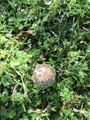 Coprinus comatus