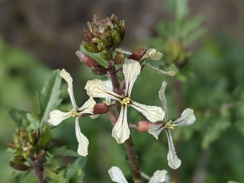 Eruca vesicaria