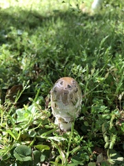 Coprinus comatus